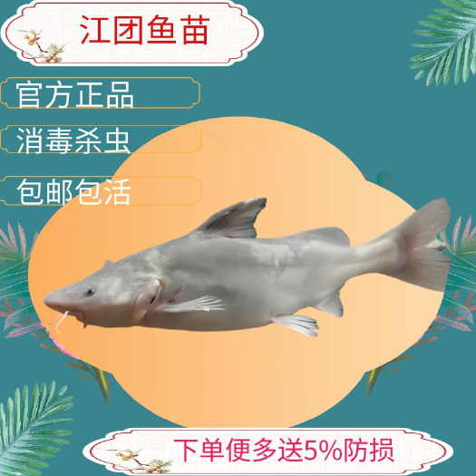 广州江团鱼苗肥王鱼淮王鱼长吻鮠鱼苗