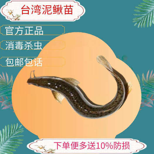 泥鳅苗泥鳅鱼苗大板鳅鱼黄板鳅鱼苗