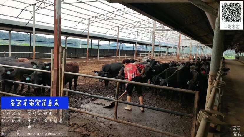 织金县安格斯育肥牛