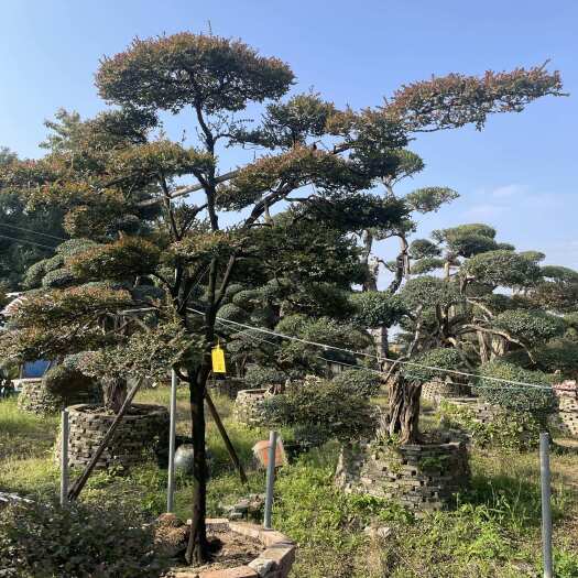 佛山小叶紫檀