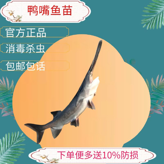 广州鸭嘴鱼苗钥匙寻鱼苗