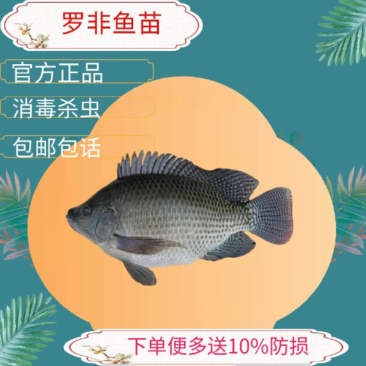 广州罗非鱼苗海南一号罗非鱼苗吉富罗非鱼苗