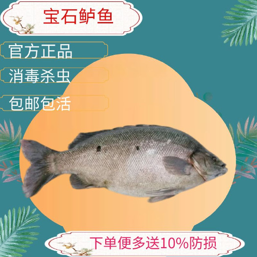 广州广东广州花都区鲈鱼苗宝石鲈鱼苗