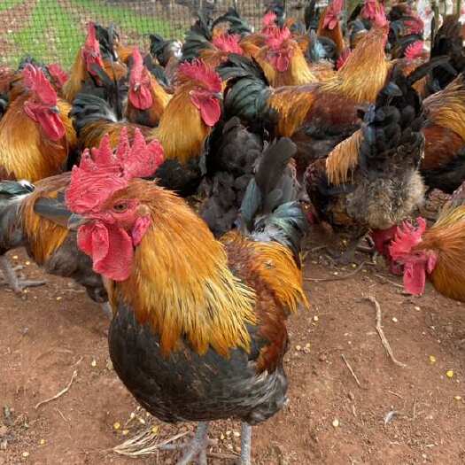 金堂县跑山果园鸡，全粮食喂养，不喂抗生素，不喂添黄剂