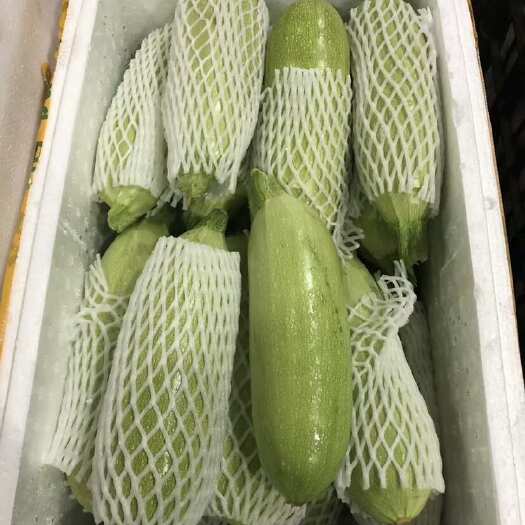 武定县云南高山西葫芦