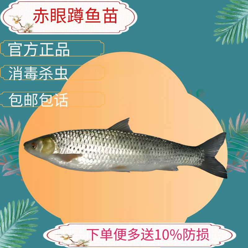 赤眼鳟鱼苗 淡水养殖种苗 广东广州花都区发货