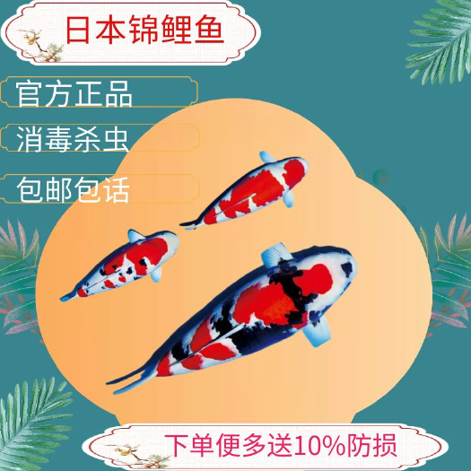 纯种锦鲤活鱼观赏鱼淡水冷水鱼好养耐活招财红白三色昭和渔场直销