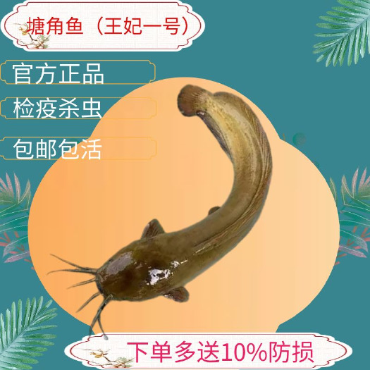 塘鲺鱼苗贵妃一号黄色快大本地塘角鱼优质鲜活食用鱼苗渔场直供