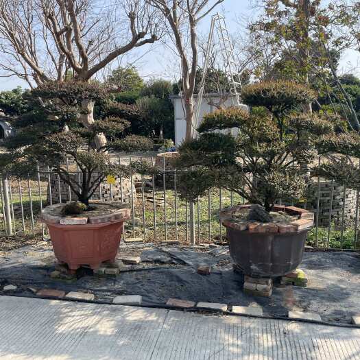 佛山小叶紫檀