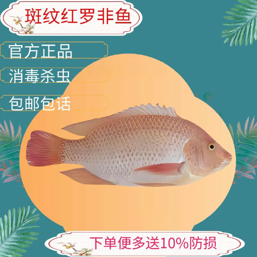 广州罗非鱼苗彩虹雕红罗非鱼苗淡水豹纹红罗非鱼苗彩虹鲷红罗非鱼苗