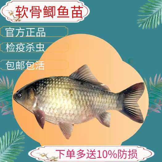 广州软骨鲫鱼苗