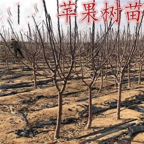 黑钻苹果嫁接苗基地直销现挖现发保证品种保证质量量大从优