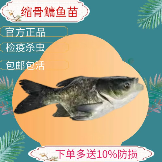 广州花链鱼苗缩骨鳙鱼苗大头鱼苗胖头鱼苗
