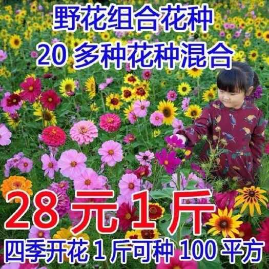 沭阳县耐寒耐热花种子多年生野花组合种子花籽庭院易种活室外花卉种子