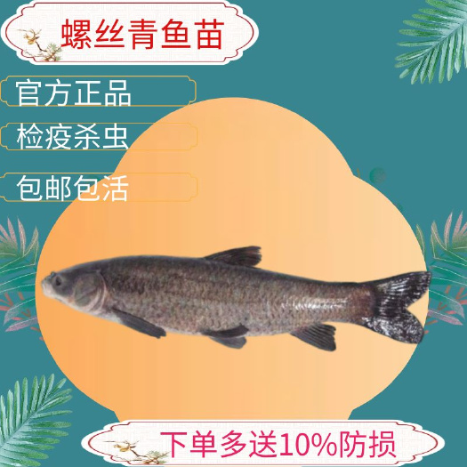 广州青鱼苗淡水青鱼苗黑鲩鱼苗灰草鱼苗螺丝青鱼苗