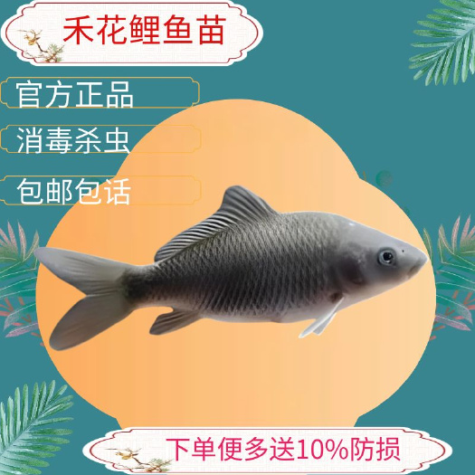 广州鲤鱼苗禾花鲤鱼苗稻田鲤鱼苗