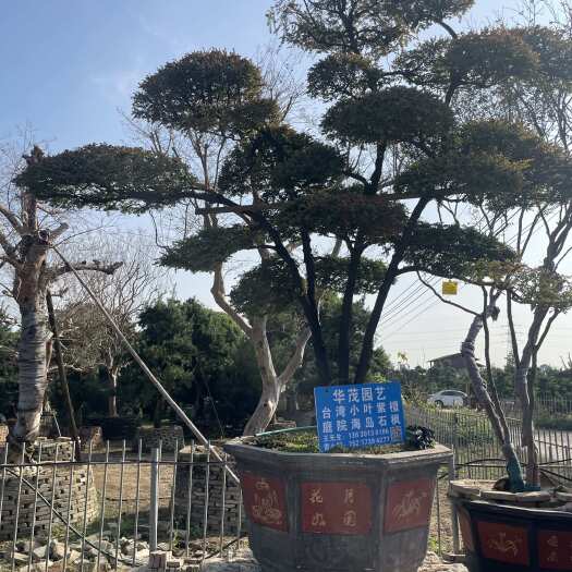 佛山小叶紫檀