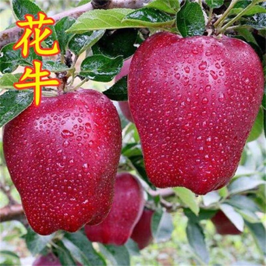 莒南县花牛苹果嫁接苗  品种纯正  根系发达  保证质量现挖现发