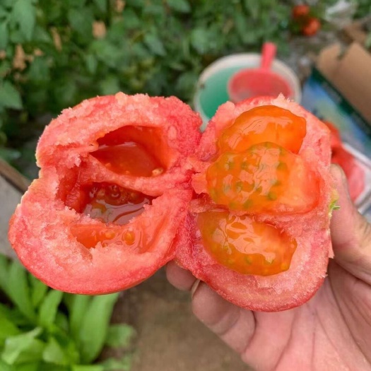 永清县普罗旺斯西红柿