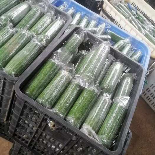 漳州肉丝瓜大量供应，欢迎有需要的老板来合作