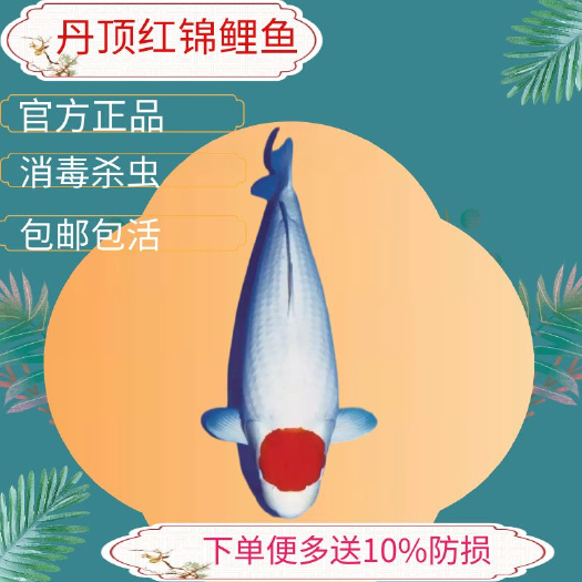 广州鲤鱼苗日本锦鲤鱼苗丹顶红正品