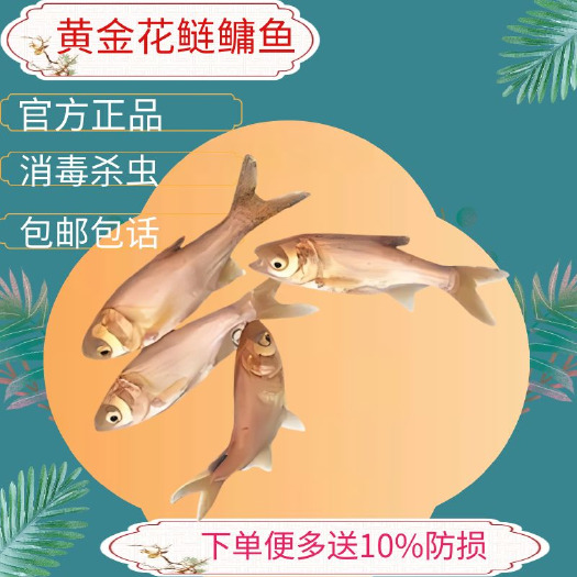金大头鱼苗金胖头金鲢鱼四大家鱼淡水养殖 10厘米 活体食用鱼