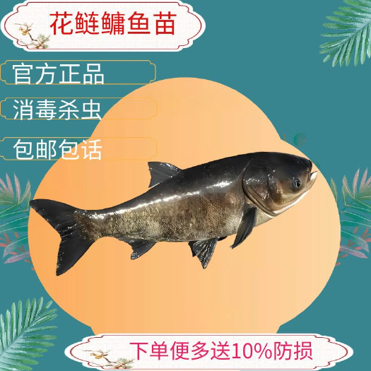 广州雄鱼四大家鱼鳙鱼苗花鲢鱼苗大头鱼苗胖大头优质雄鱼苗