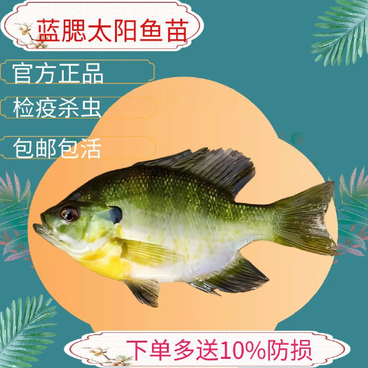 广州太阳鱼苗蓝鳃太阳鱼苗