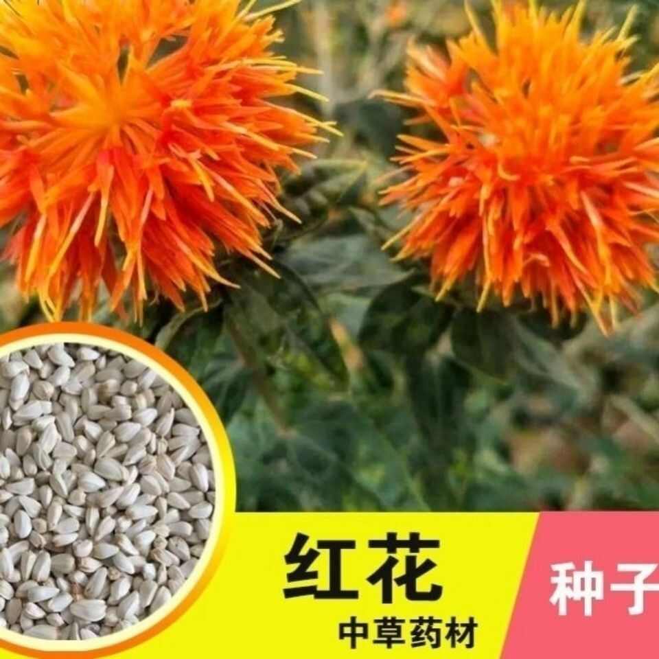红花种子中药材网红花种籽新疆刺红花种孑春四季种植产量高