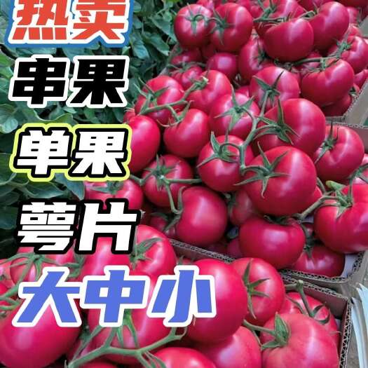 东海县硬粉西红柿串果，单果