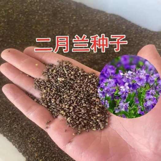 沭阳县二月兰花种子四季种易活二月兰花籽多年生宿根诸葛菜种子耐阴耐寒