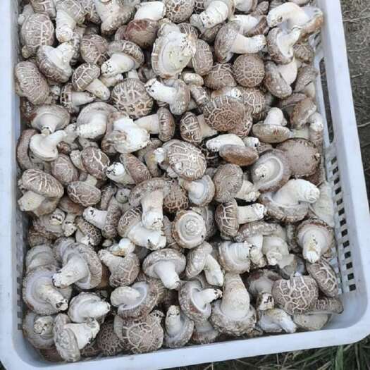 泌阳县产地直供