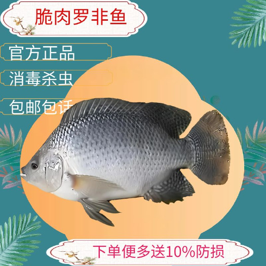 广州脆肉罗非鱼苗罗非鱼苗活鱼罗非鱼耐冻脆肉罗非鱼苗大苗特大号批发