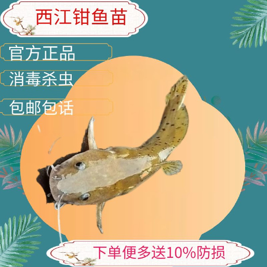 魽鱼白须魽梅花鲶西江魽芝麻钳鱼在广东农村也有叫剑鱼
