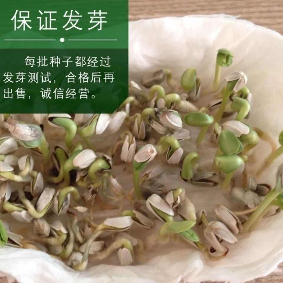 红花种子中药材网红花种籽新疆刺红花种孑春四季种植产量高
