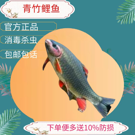 广州倒刺鲃鱼苗  鲤鱼苗青竹鲤鱼苗足八鲤鱼苗花面鲤鱼苗