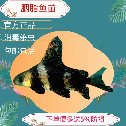 广州观赏鱼冷水鱼淡水鱼一帆风顺鱼活体鱼苗名贵鱼好养与金鱼锦鲤混养