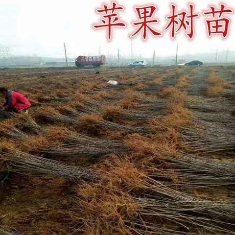 黑钻苹果嫁接苗基地直销现挖现发保证品种保证质量量大从优