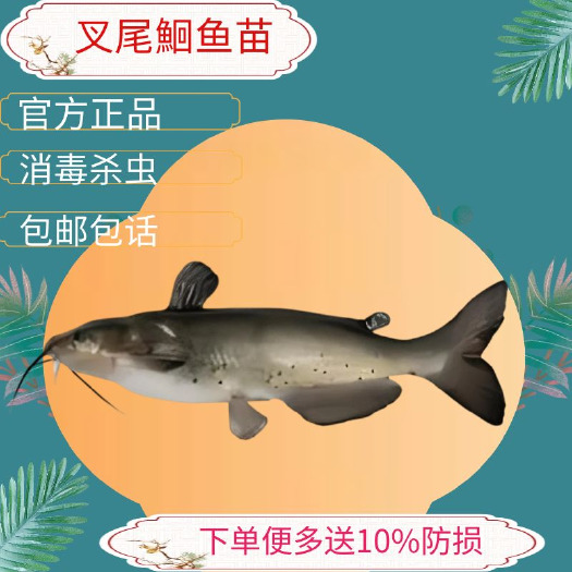 广州叉尾鱼优质斑点王子叉尾鮰清洁食用江团钳鱼苗冷水活体高档贵妃鱼