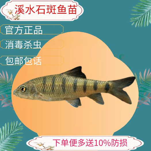 广州光唇鱼苗淡水溪石斑鱼纯溪流鱼冷水鱼发光小鱼活观赏鱼