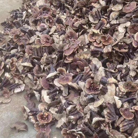 金寨县金寨金边灵芝