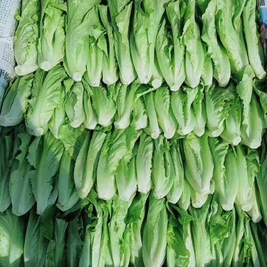 嵩明县云南苗菜意大利生菜