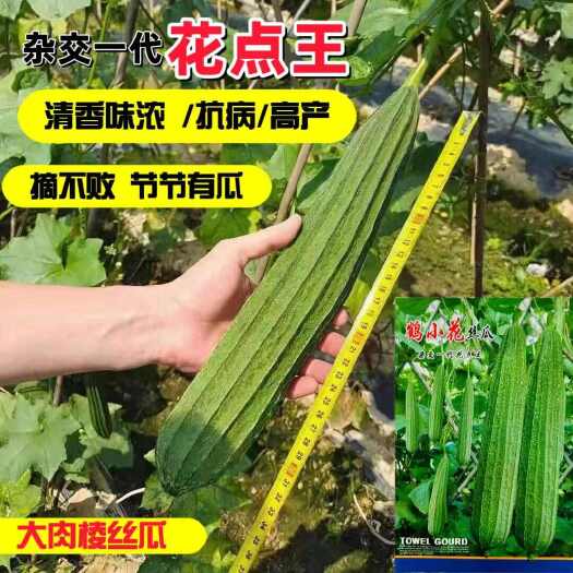 沭阳县广东鹤小花丝瓜种子厚肉纤维少清香口感好耐热棱角种籽早熟大田种