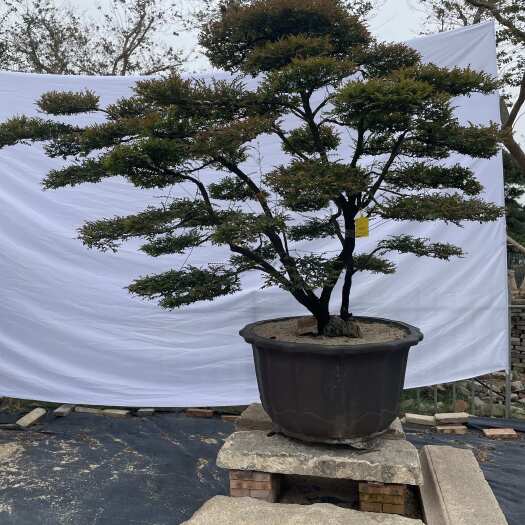 佛山小叶紫檀