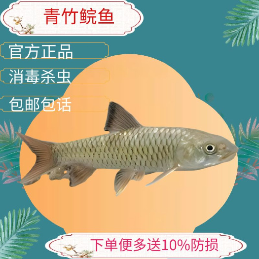 广州光倒刺鲃鱼苗  军鱼苗青竹鲩鱼娟鱼苗光鱼苗
