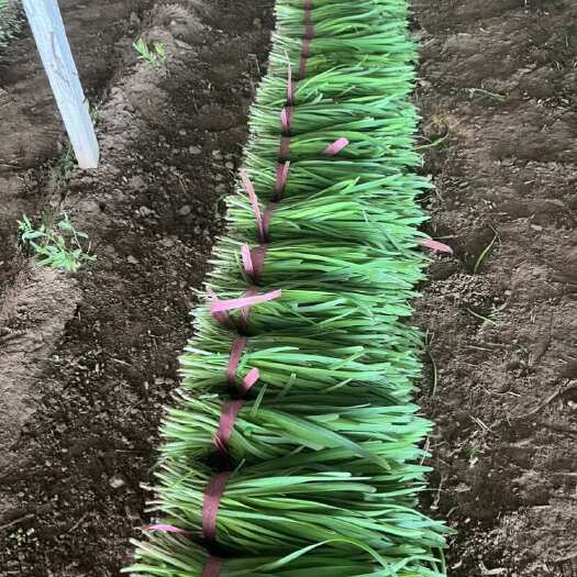 凌海市辽宁凌海头茬红根汉中韭菜大量上市中