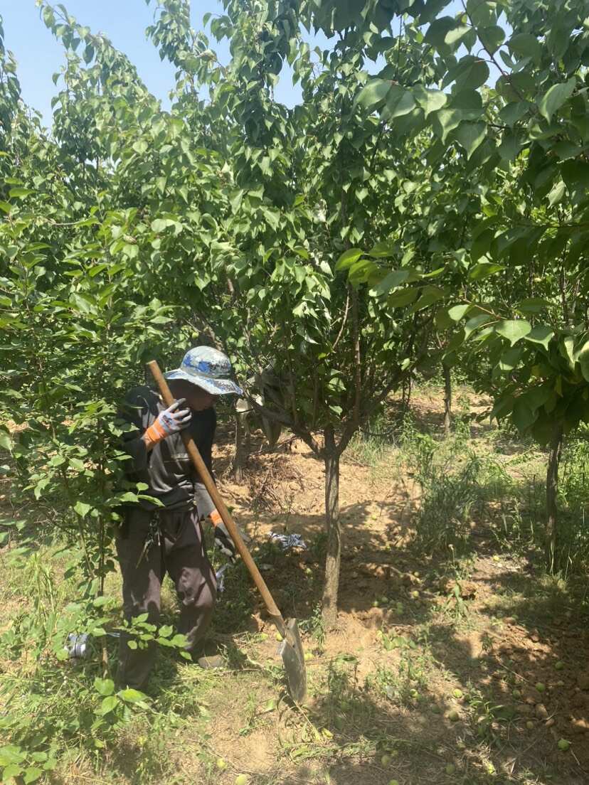 6公分杏树—基地直销