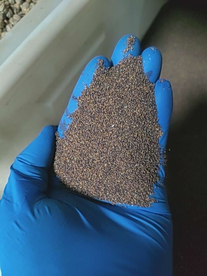 虞美人花种子 混色冰岛美人四季开花多年生庭院造景阳台花卉种子