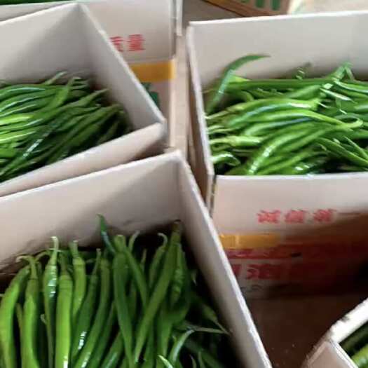 徐闻县线椒￼￼￼￼