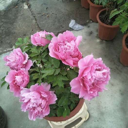 菏泽观赏牡丹